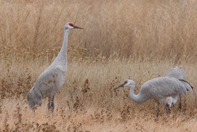 On the Marsh Loop