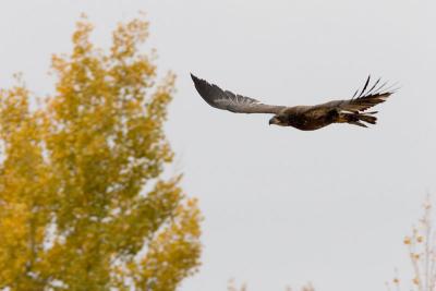 Juvenile Bald Eagle