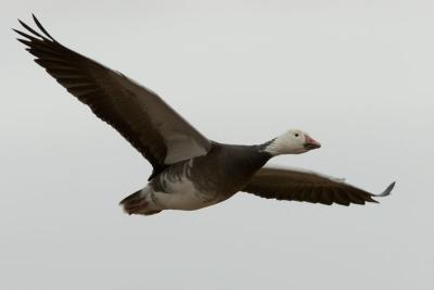 Flying Blue Goose