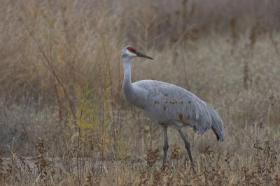 Crane on Nikon