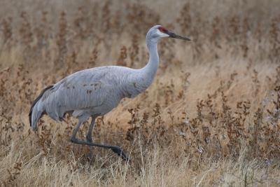 Crane on Nikon 2