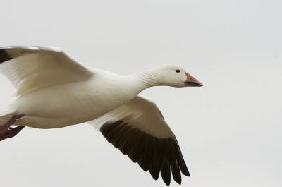 Flying Goose close up