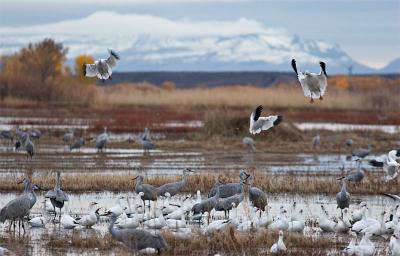 Goose fly-in