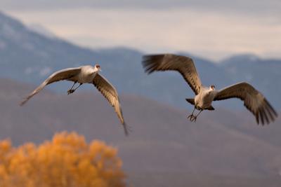 Pair of Cranes with Cottonwoods