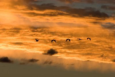 Cranes against sunset