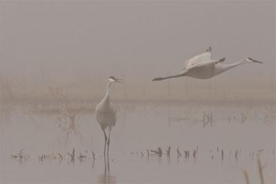 Cranes in foggy dawn