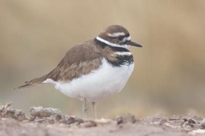 Killdeer in the fog