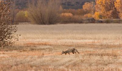 Sleepy Coyote