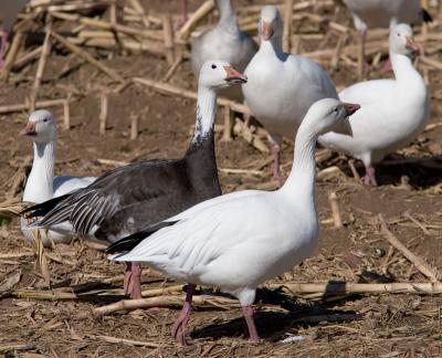 Dark morph Snow Goose (or Blue Goose)