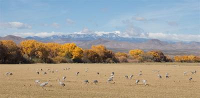 Cranes in the farm fields