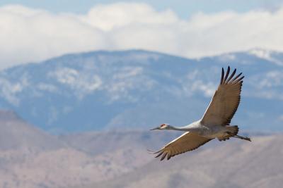Crane flying in front of mountains