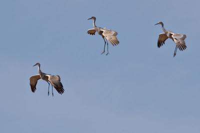 Parachuting cranes