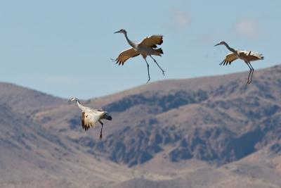 Parachuting cranes