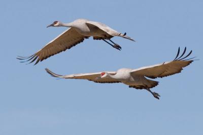 Pair of Cranes