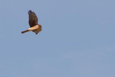 Northern Harrier