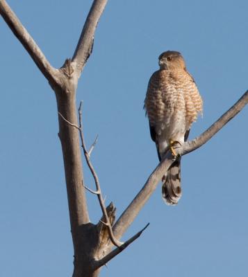 Cooper's Hawk