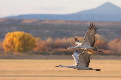 Crane pair flying at sunset