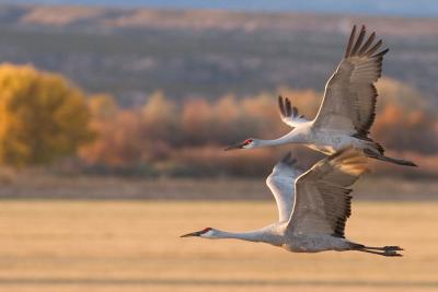 Crane pair flying at sunset (closer crop)