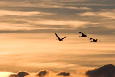 Cranes in sillouette #1