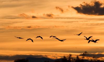 Cranes in sillouette #2