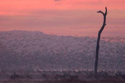 Dawn Cranes with Snow Goose fly-out #2