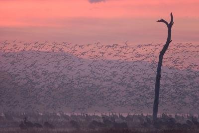 Dawn Cranes with Snow Goose fly-out #3