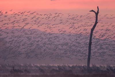 Dawn Cranes with Snow Goose fly-out #4