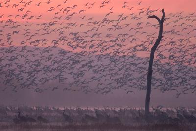Dawn Cranes with Snow Goose fly-out #5