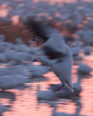 Geese land at dawn