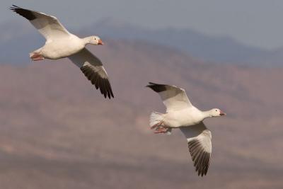 Goose pair in flight