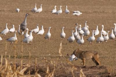 Coyote with Snow Goose #2