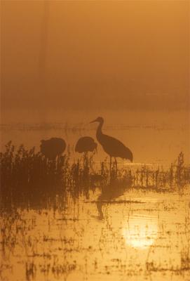 Foggy sunrise #1
