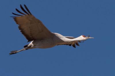 Crane fly-by #2