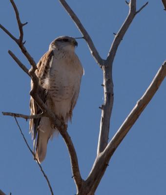 Light Red-tailed Hawk