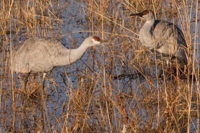 Lesser Sandhill Crane