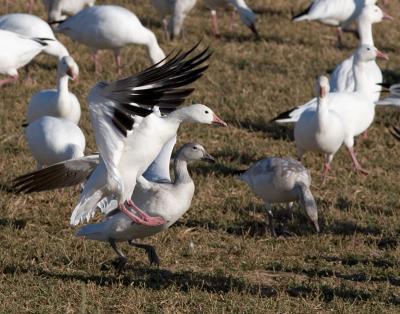 Landing in the crowd