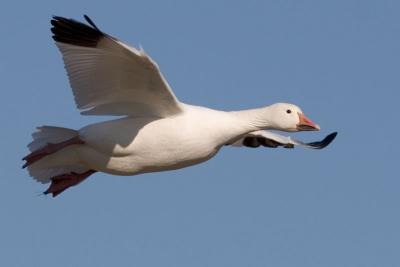 Snow Goose flyover #2
