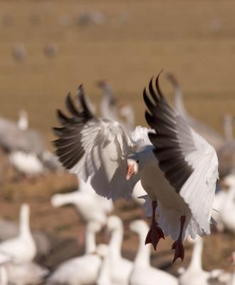Snow Goose landing #1