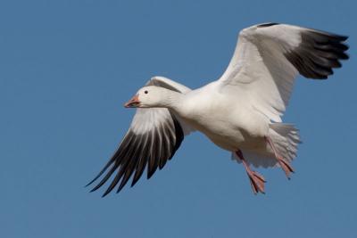 Snow Goose landing #4