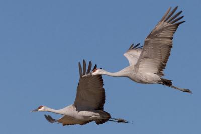 Flying Cranes