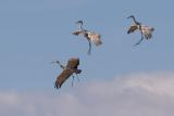 Parachuting cranes