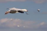 Snow Goose with clouds