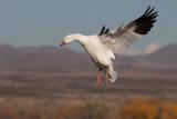 Snow Goose wings back