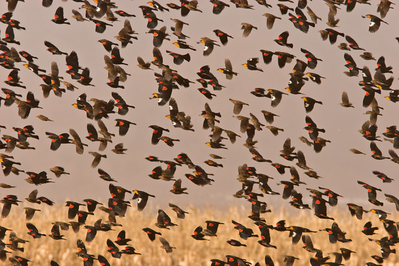 Mixed blackbird flock (red-winged and yellow-headed)