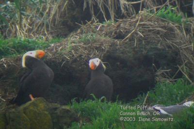 Tufted Puffins C1655.jpg