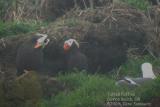 Tufted Puffins C1661.jpg