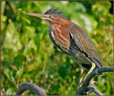 Green Heron