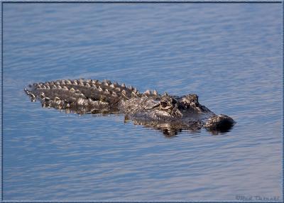 u48/rod_ostoski/medium/37162952.Gator_in_Blue.jpg