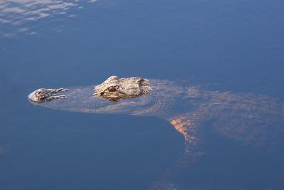 Gator