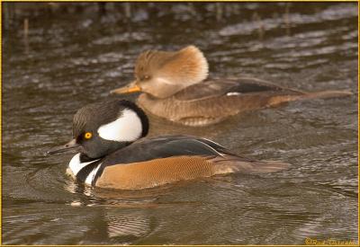 Merganser Couple